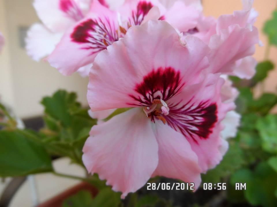 Gardenia Apartments Приморсько Екстер'єр фото